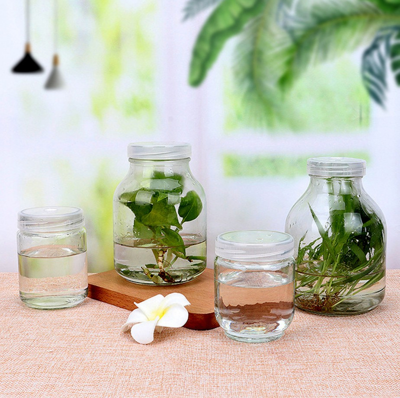 Botella de amperios de vidrio transparente de 650 ml para semillas de flores de planta verde 
